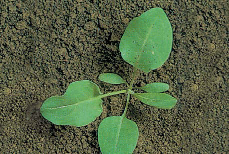 Broad-leaved Dock
